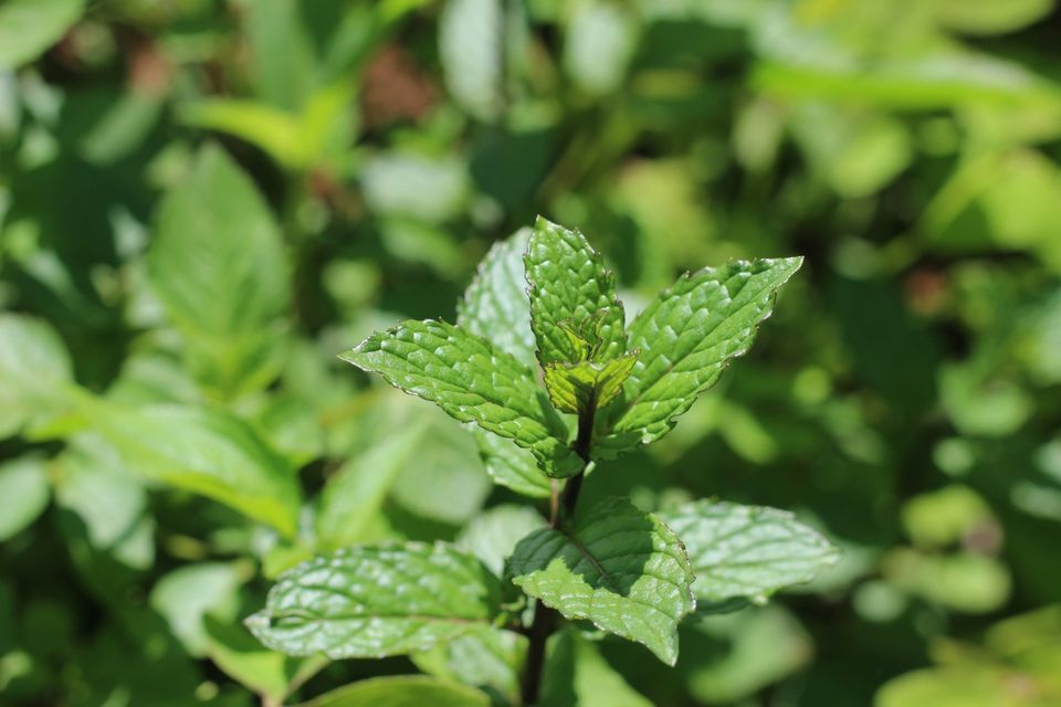 Fresh mint leaves